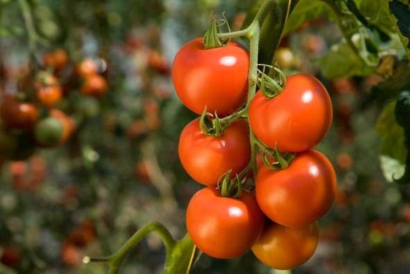 En riesgo la cosecha de tomates para otoño por culpa de la sequía.